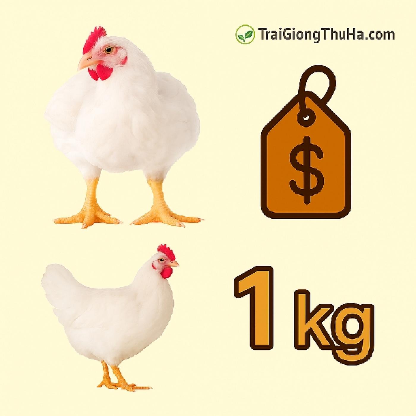 Gà Công Nghiệp Giá Bao Nhiêu 1kg Hôm Nay? Bảng Giá Mới Nhất