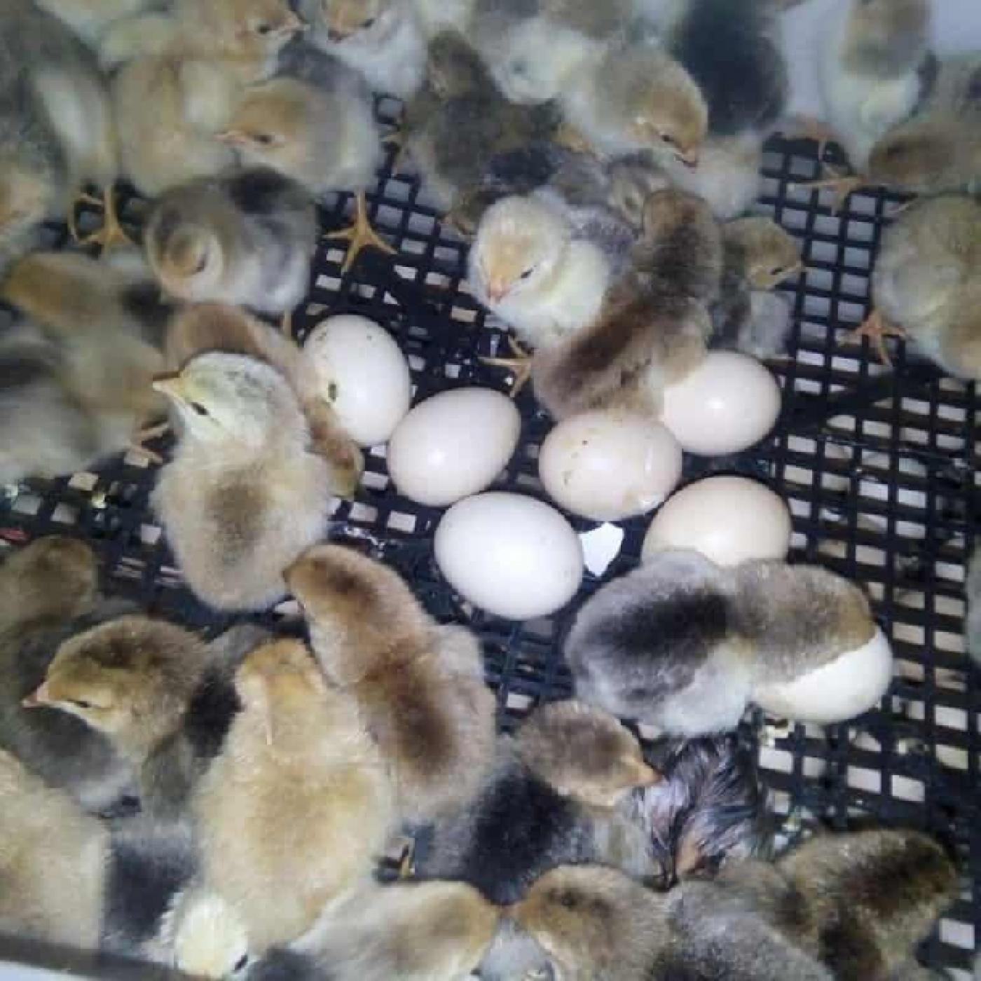 Những vấn đề xảy ra trong quá trình ấp trứng gà