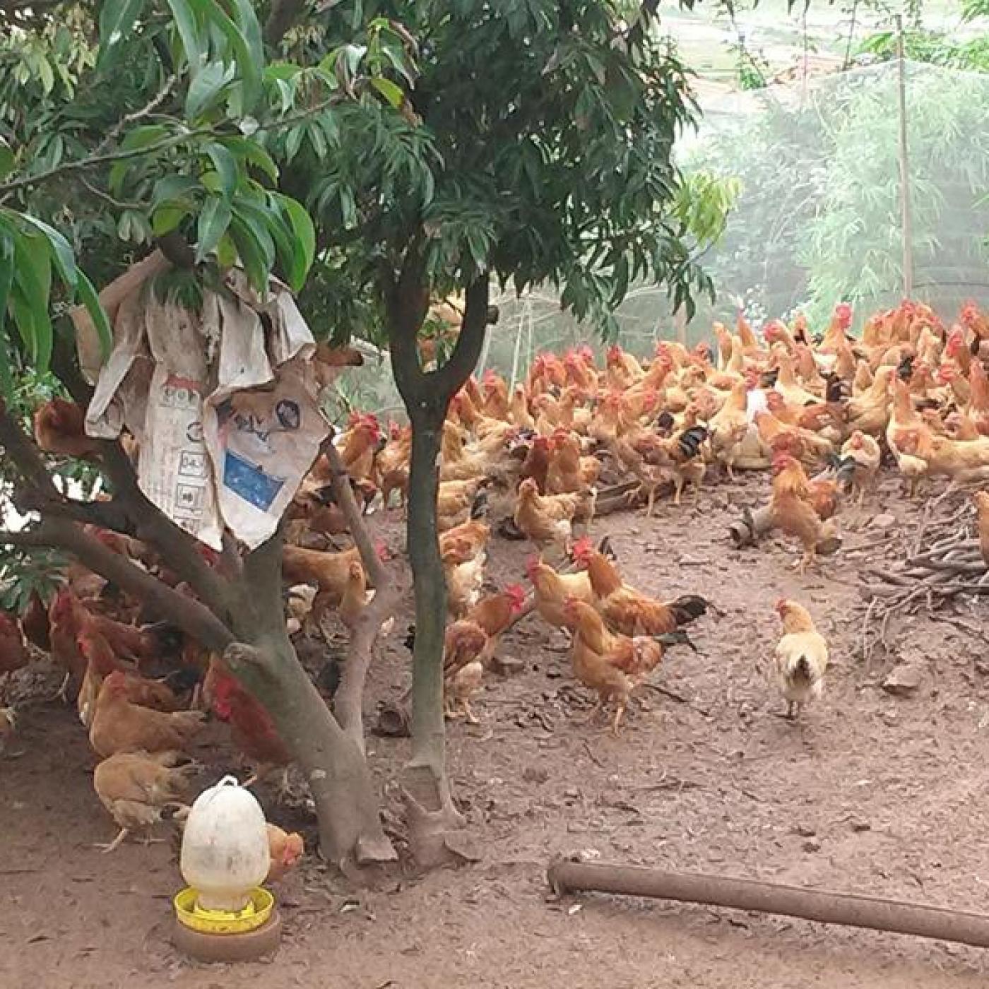 Kỹ thuật chăn nuôi gà ta