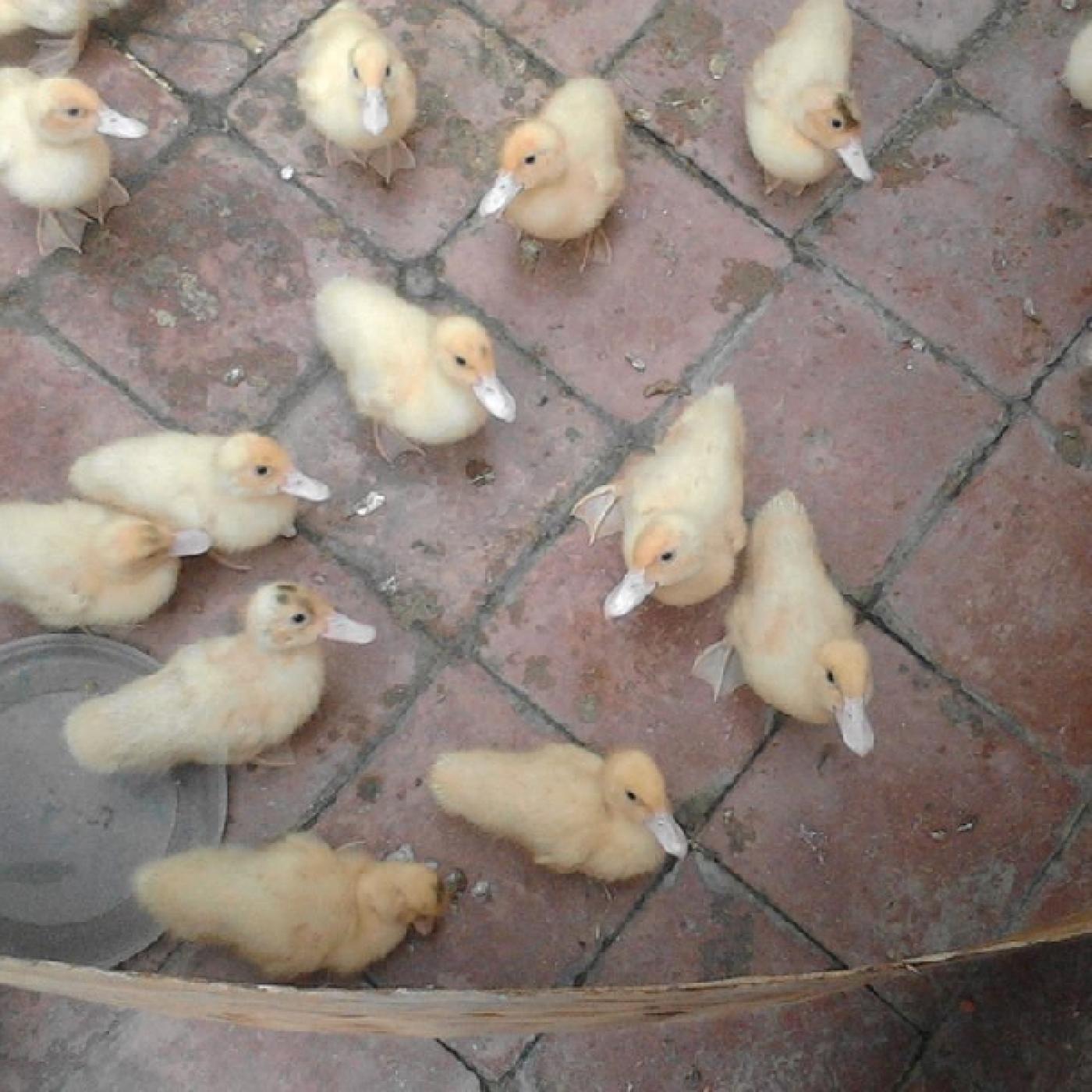 Kỹ thuật nuôi ngan pháp con và hậu bị (1-25 tuần tuổi)
