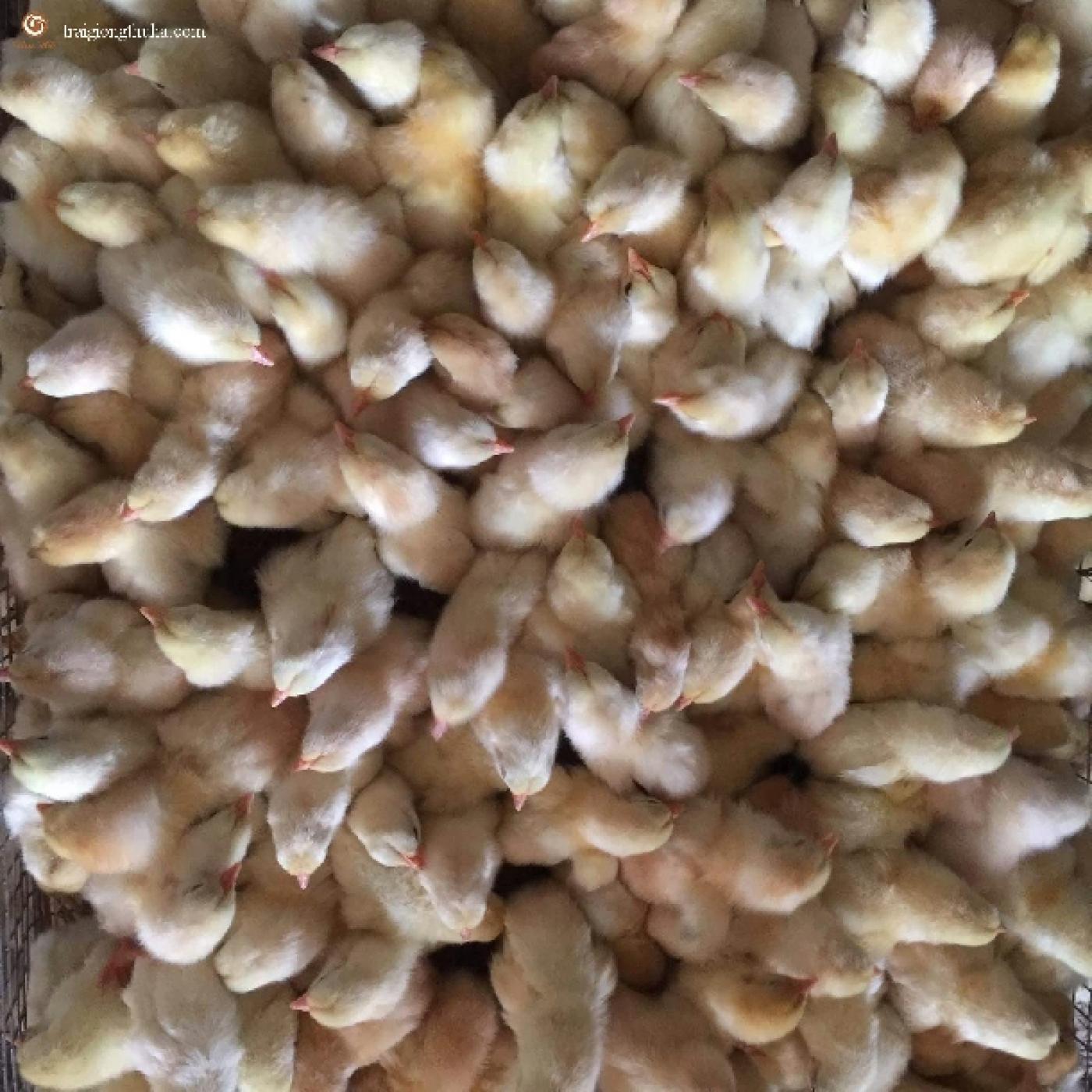 Cung cấp gà ri giống