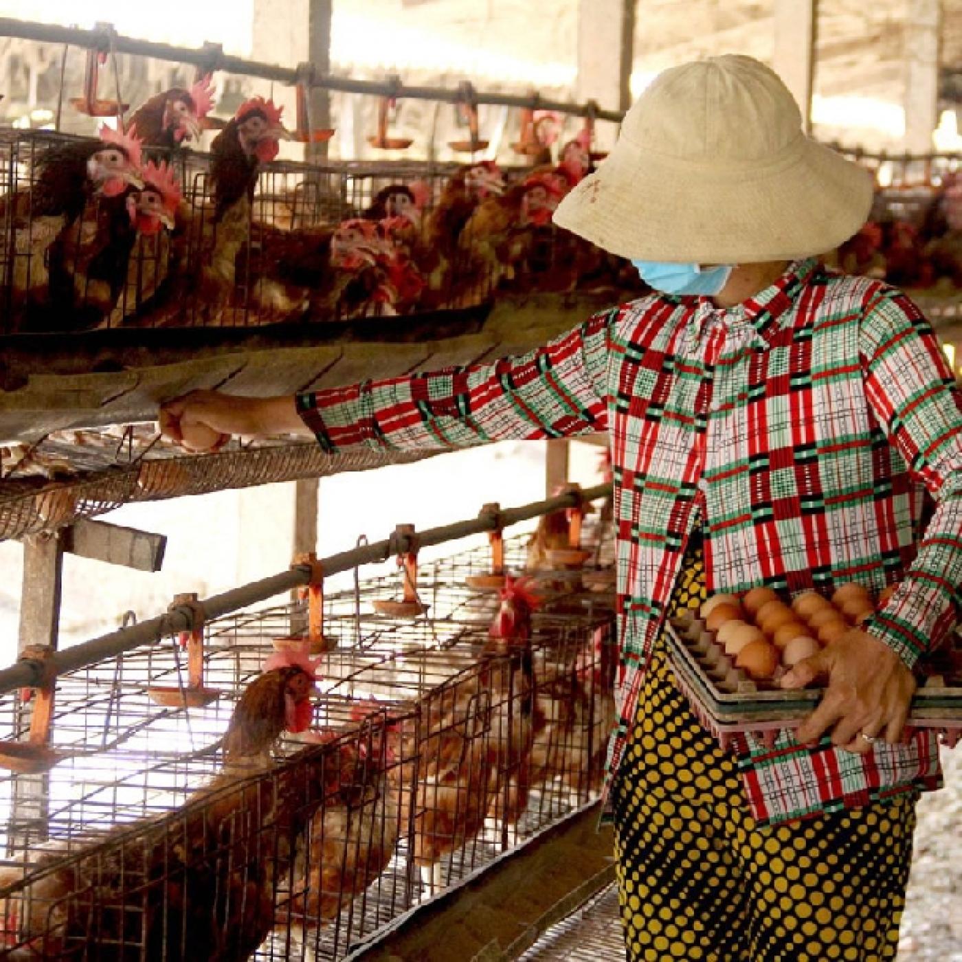 Kingh nghiệm chăn nuôi gà đẻ hậu bị hiệu quả