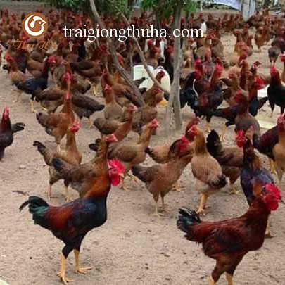 Gà ta lai nòi bình định