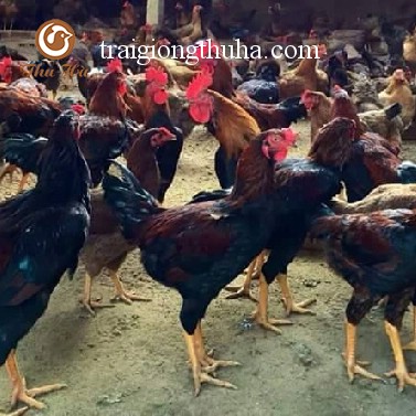 Gà ta lai nòi trưởng thành
