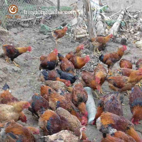 Gà mía lai hậu bị