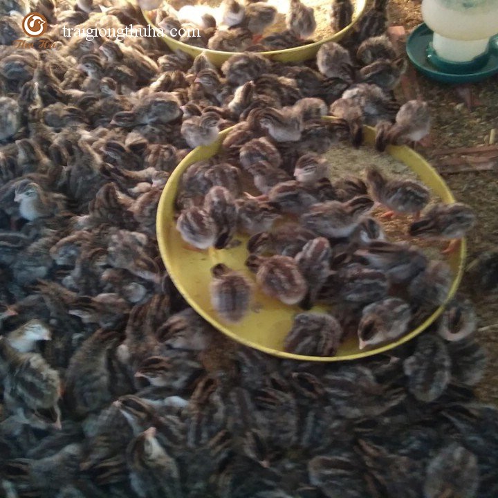 Gà sao giống