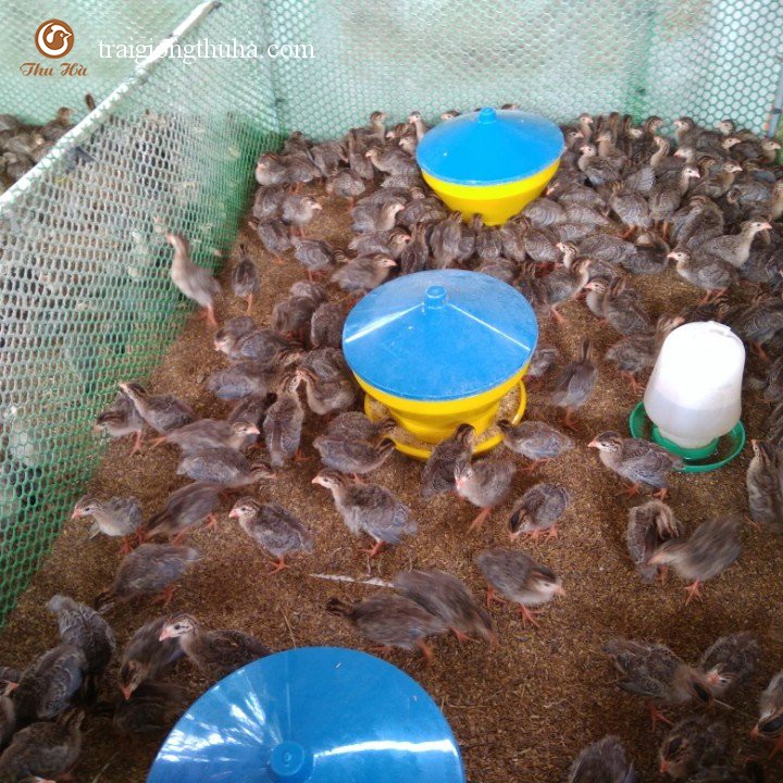 Gà sao 1 tuần tuổi