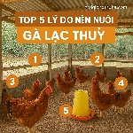 Top 5 Lý Do Nên Nuôi Gà Lạc Thủy
