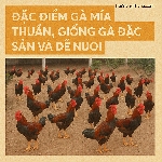 Đặc điểm gà mía thuần, giống gà đặc sản và dễ nuôi