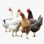 Nên Chọn Nuôi Gà Ai Cập Vằn Hay Gà Ai Cập Trắng?