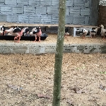 Biện pháp trống nóng cho gà đông tảo