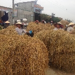 Phương pháp xử lý rơm làm thức ăn cho trâu bò