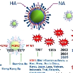 Tổng quan về virus cúm A/H5N1: vấn đề dịch tễ học, tiến hóa, hình thành genotype và tương đồng kháng nguyên-miễn dịch-vaccine