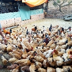 Thức ăn chăn nuôi gà sinh sản hướng thịt 