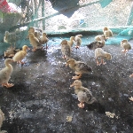 Bệnh Viêm Gan Vịt