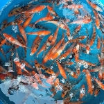 Cung cấp cá koi nhật giống