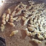 Kỹ thuật chăn nuôi ngan Pháp