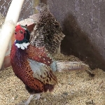 Nuôi chim trĩ sinh sản