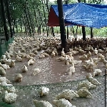 Kỹ thuật nuôi vịt trên cạn
