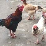 Gà móng thuần Duy Tiên
