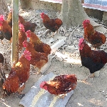 Gà cáy củm