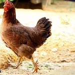 Gà Văn Phú