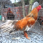 Gà Cao Lãnh