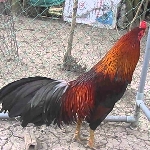 Gà Chợ Lách