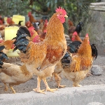 Gà đồi Yên Thế