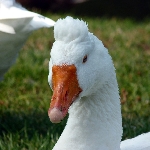 Ngỗng Ý
