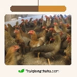 Gà lông màu VBT1, hứa hẹn nhiều đặc tính ưu việt