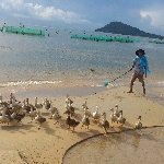 Kỹ thuật chăn nuôi vịt biển