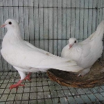 Cung cấp chim bồ câu pháp