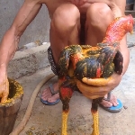 Hướng dẫn vào nghệ cho gà chọi