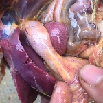 Phương pháp giúp làm giảm tỷ lệ bệnh viêm ruột hoại tử trên gà thịt