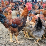 Đặc sản gà đồi Yên Thế