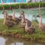 Hướng dẫn nuôi ngỗng Sư Tử