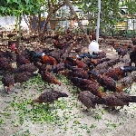 Các giống gà nuôi thả vườn cho thịt ngon