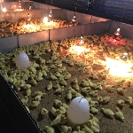 Phương pháp úm vịt vào mùa hè nóng