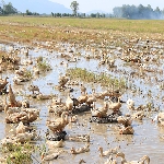 Kỹ thuật chăn nuôi vịt chạy đồng