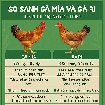 So Sánh Gà Mía Và Gà Ri: Nên Nuôi Loại Nào Tốt Hơn?