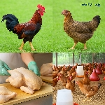 Gà Ta Lai Nòi Bình Định Có Tốt Không? Phân Tích Ưu Nhược Điểm Thực Tế Cho Người Chăn Nuôi