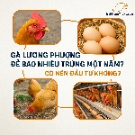 Gà Lương Phượng Đẻ Bao Nhiêu Trứng Một Năm? Có Nên Đầu Tư Không?