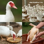 Ngan Pháp R71 Có Thực Sự Hiệu Quả? Kinh Nghiệm Từ Người Nuôi Thực Tế