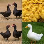 Top 5 Lý Do Nông Dân Ưa Chuộng Nuôi Ngan Trâu Thay Vì Ngan Lai Công Nghiệp