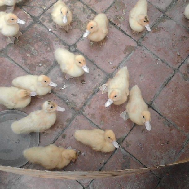 Kỹ thuật nuôi ngan pháp con và hậu bị (1-25 tuần tuổi)