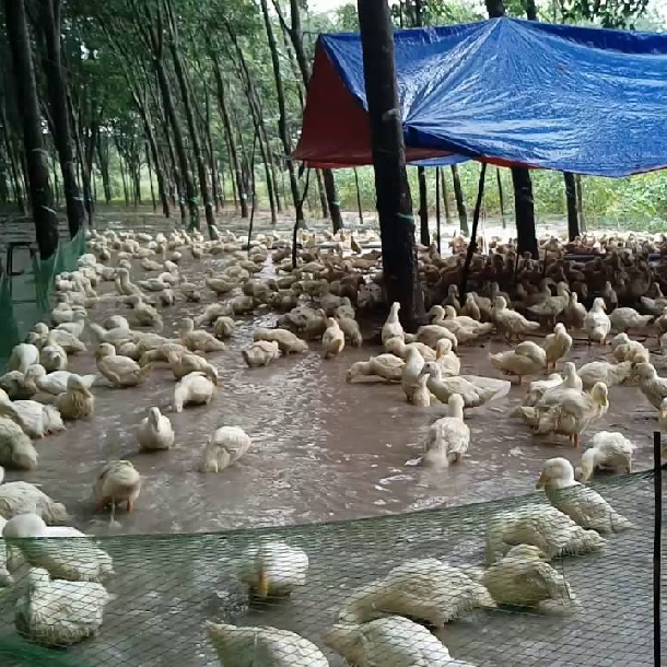 Kỹ thuật nuôi vịt trên cạn