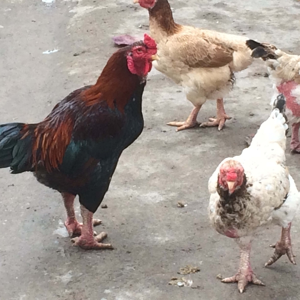 Gà móng thuần Duy Tiên