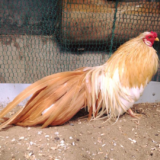 Đặc điểm và kỹ thuật nuôi gà tre Tân Châu