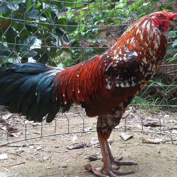 Kinh nghiệm chọn được giống gà đá tốt